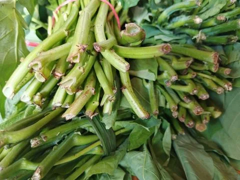 Close up of fresh green vegetable stems tied with rubber band. Stock Photos