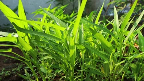 Close Up of Fresh Green Water Spinach Leaves Growing in Organic Garden Stock Footage 346740386