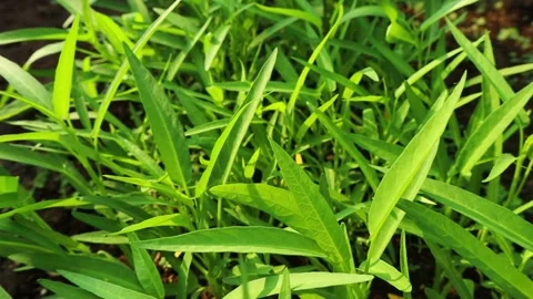 Close Up of Fresh Green Water Spinach Leaves Growing in Organic Garden Stock Footage 346740389