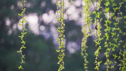 Close up of fresh green willow branches swaying gently in spring breeze Stock Footage 342222177
