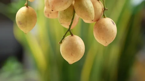 Close up of Fresh Ha Chau Baccaurea Fruits Hanging in Vietnam Stock Footage 335546663