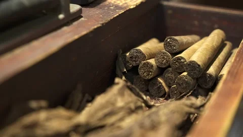 Close up fresh hand rolled premium cuban cigars and dried tobacco leaves in a Stock Footage 233725290