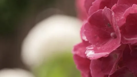Close up of fresh hydrangea Stock Footage 317459799