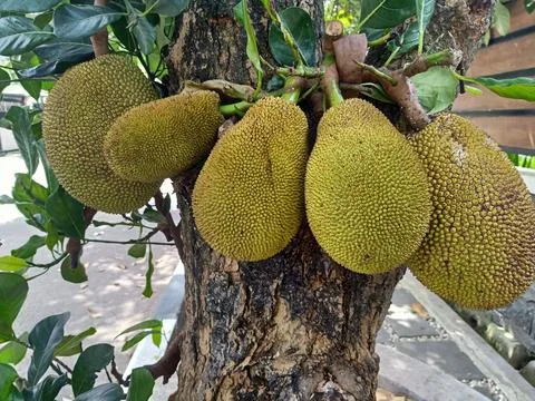 Close-Up of Fresh Jackfruit Cluster on Tree Stock Photos