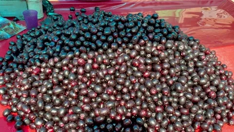 Close Up Of Fresh Java Plum Fruits With Water Droplets At Street Market Stall Stock Footage 340957561