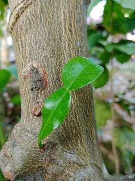 Close-up of a fresh Kaffir Lime leaf growing on a textured tree bark Stock Photos