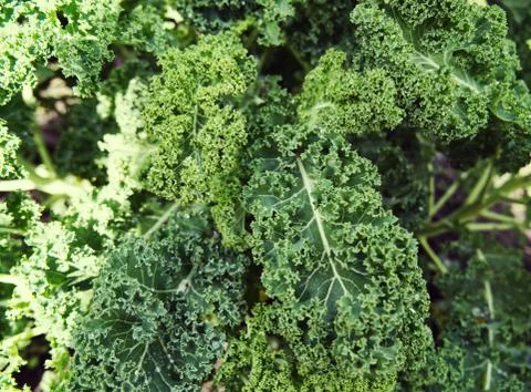 Close up of fresh kale. Stock Photos