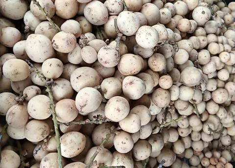Close up Fresh Langsat which is fruit from the asia, Stock Photos