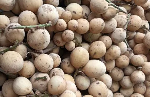 Close up Fresh Langsat which is fruit from the asia, Stock Photos
