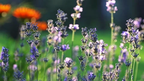 Close Up Of Fresh Lavender Flowers Stock Footage 341506667