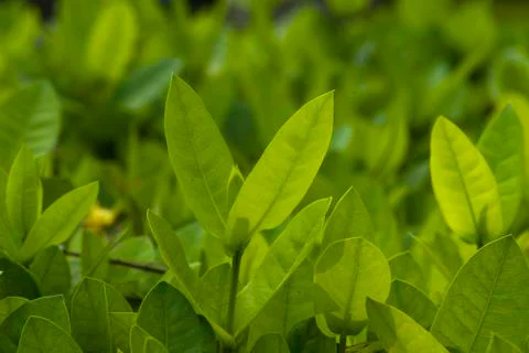 Close-up fresh leaf buds, abstract nature background Stock Photos