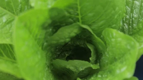 Close up fresh leafy lettuce, cabbage, plant green in garden Stock Footage 157080896