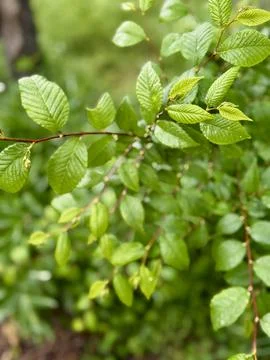 Close-Up of Fresh Leafy Stem Stock Photos