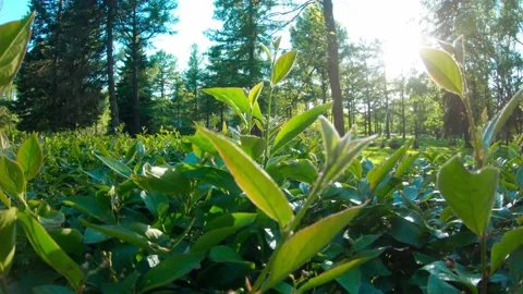 A close-up of fresh leaves. Park with glare effect Stock Footage 163844899