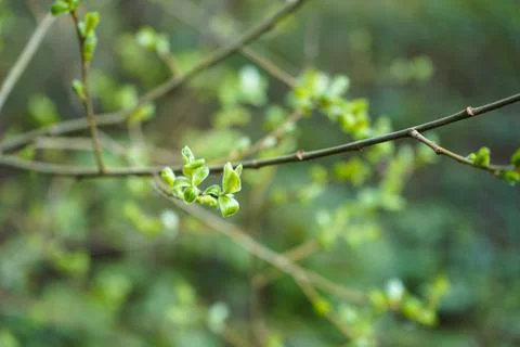 Close up of fresh leaves in the spring Photos