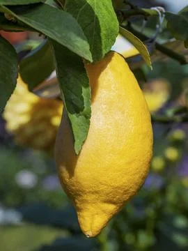 Close up of fresh lemon hanging from tree Stock Photos