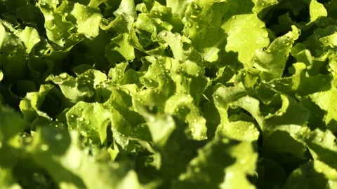 Close-up on fresh lettuce after a rain shower Stock Footage 245987730