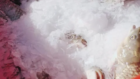 Close-Up of Fresh Live Fish with Ice for Quality Seafood Production Stock Footage 322508655