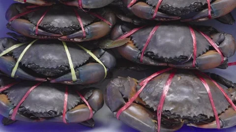 Close up of fresh live mud crabs stacked together at a seafood market. The .. Stock Footage 331766506