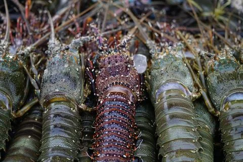 Close Up Fresh Lobster Stock Photos