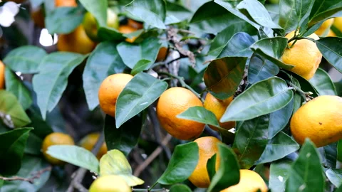 Close-up of fresh mandarin oranges growing on a tree in a sunny garden Видео 323154460