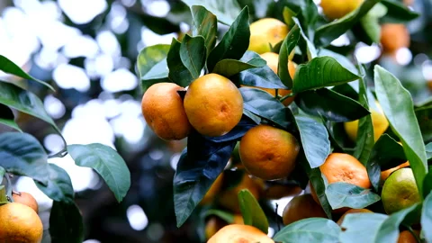 Close-up of fresh mandarin oranges growing on a tree in a sunny garden Видео 323154550