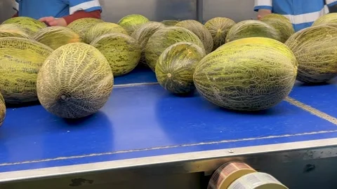 Close up of a fresh melon in a distribution chain Stock Footage 314398397