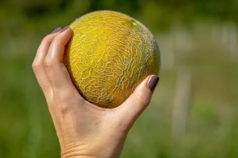 Close up of fresh melon on hand. Organic and sweet melon Stock Photos