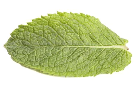 Close-up fresh mint leaf isolated on white background. Foto stock