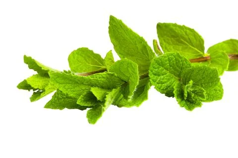 Close-up of fresh mint leaves showcasing their texture on white. Stock Photos