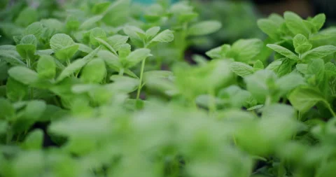 Close-up of Fresh Mint Leaves in Small Pots Stock Footage 308127152