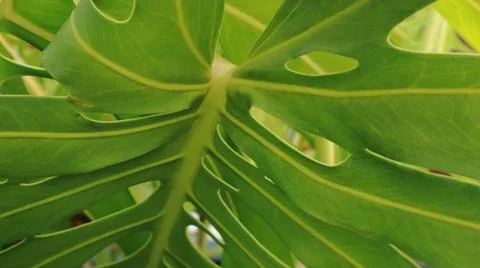 Close up of fresh monstera leaf with distinctive leaf pattern Stock Photos