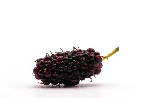 Close up fresh mulberry isolate on white background. Stock Photos
