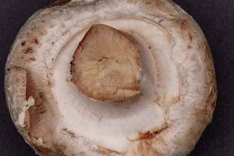Close up of fresh mushroom underside showing texture Stock Photos