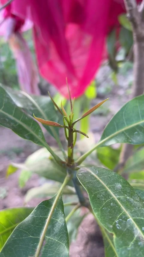 Close up of fresh new mango leaves sprouting on small plant in organic garden Видео 331774941