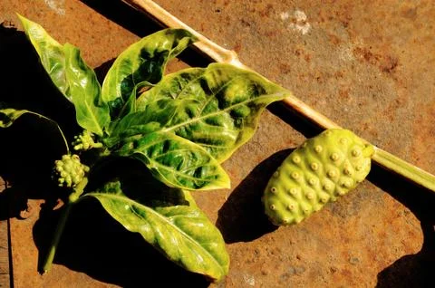 Close up of fresh noni fruit Stock Photos