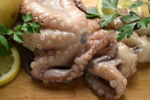 Close up on fresh octopus Stock Photos