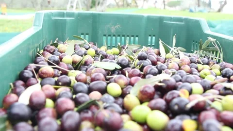 Close up fresh olives 動画素材 142329499