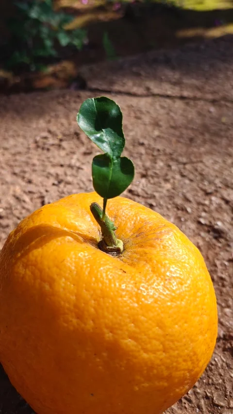 Close Up Of Fresh Orange Fruit With Green Stem And Leaves Outdoors Vidéo 334635806