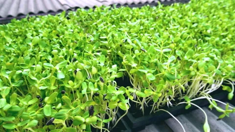 Close-up-of-fresh-organic-microgreens-growing-in-tray Stock Footage 345324043
