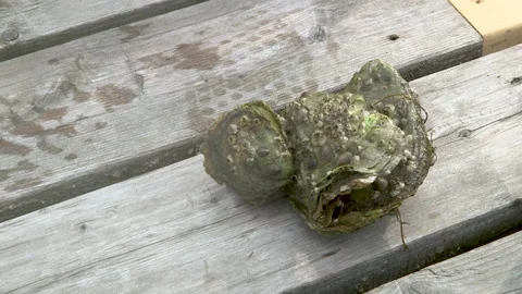 Close up of a fresh oyster on a dock Stock Footage 233207718