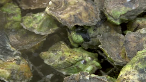 Close up of fresh oysters Stock Footage 233207874