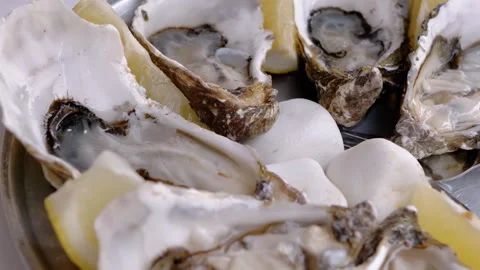 Close-up of Fresh Oysters Stock Footage 293245517