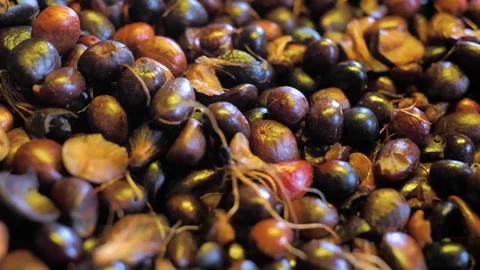 Close-up of fresh palm kernel fruit with shells at factory warehouse, 스톡 동영상 252568982