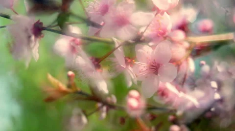 Close up fresh panoramic scene of blooming pink cherry branch Vídeo Stock 60084305