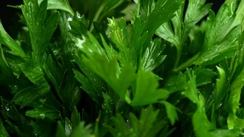 Close Up Fresh Parsley - rotating motion. Stock Footage 94762010