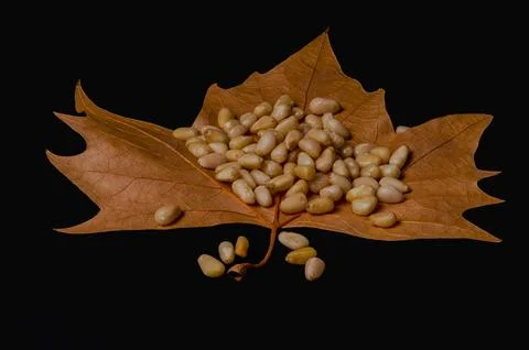 Close-up of fresh peeled pine nuts on a dried tree leaf Stock Photos