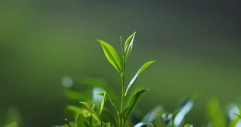 Close-up Fresh Perfect Tea Bud and Leaves on Tea Plantation Nature Background Stock Footage 207493652