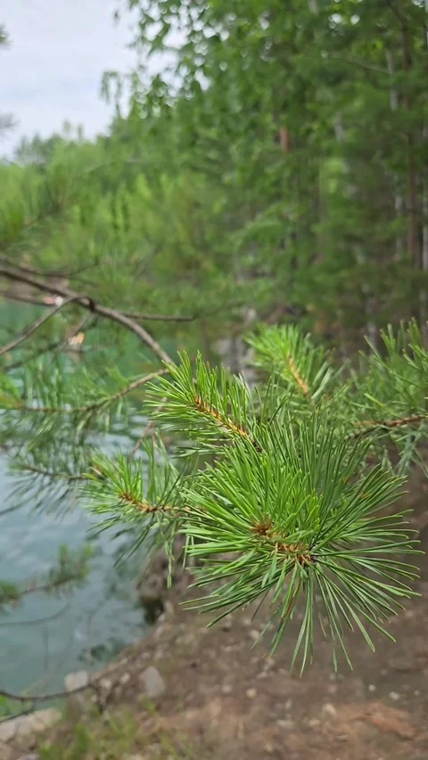 Close up fresh pine branch on lake forest background, wind swaying in summer. Cl Stock Footage 338322251