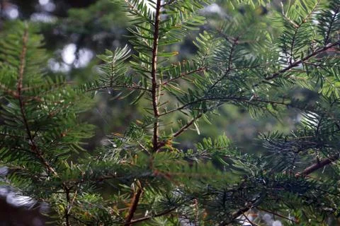 Close up of fresh pine tree branches Stockfoto's